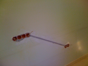 Прокладка электропроводки в квартире (подключение розеток)